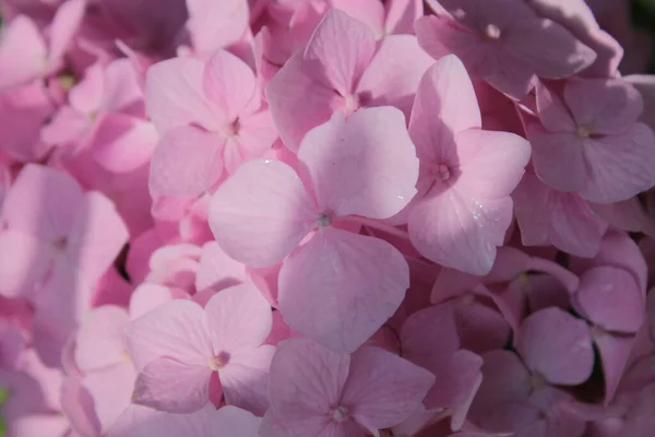 Ροζ Λουλούδια Ορτανσία Κοντινό Πλάνο Για Φόντο — Φωτογραφία Αρχείου
