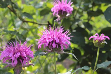 Monarda is twofold, with beautiful lilac flowers and useful properties. clipart