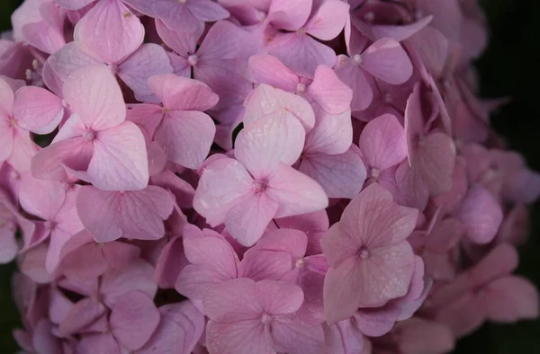 Розовые Цветы Гортензии После Дождя — стоковое фото