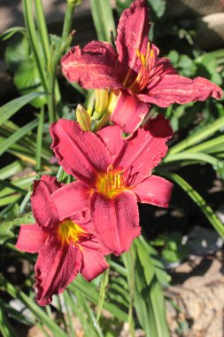 Sarı merkezli koyu kırmızı bir gün..