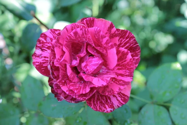 Rose Thee Hybride Pink Intuïtie Groeien Het Park — Stockfoto