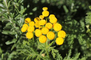 Yeşil yapraklı sarı, tanemsi çiçekler..