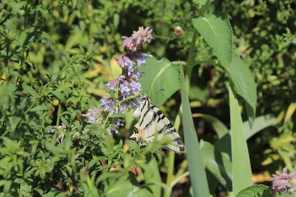 Las Flores Azules Sienta Una Hermosa Mariposa Jardín —  Fotos de Stock