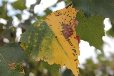 Sonbahar huş yaprağı, sarı ve yeşil.