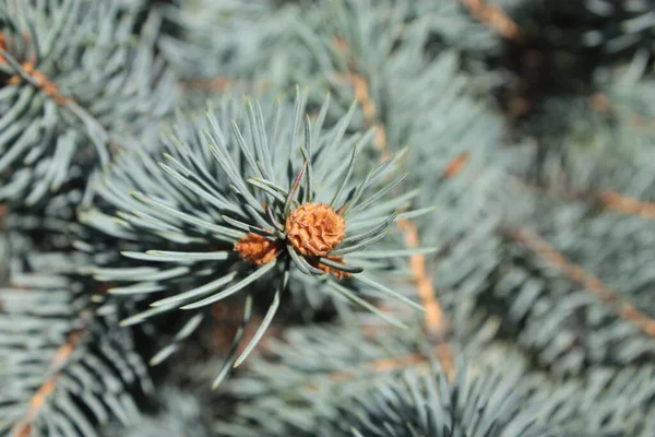 Zweige Des Blauen Weihnachtsbaums Verwendung Für Den Hintergrund — Stockfoto