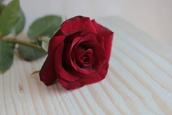 A red rose lies on a light wooden surface.