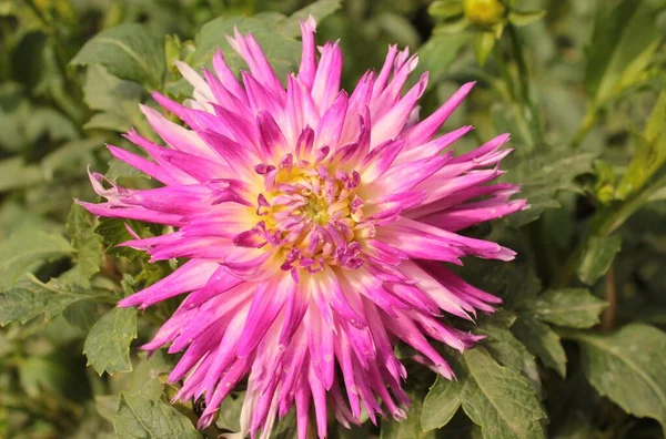 Dahlia Rose Pousse Dans Lit Fleurs Été Dans Parc — Photo