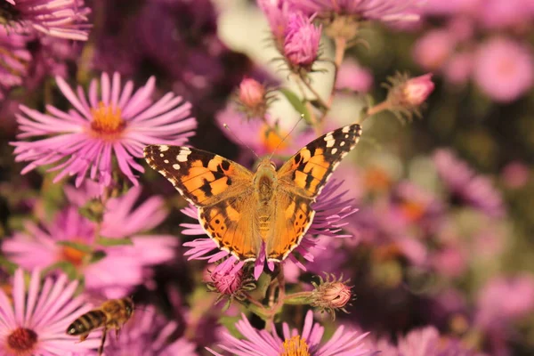 Mariposa Urticaria Sienta Aster Rosa Macizo Flores Verano —  Fotos de Stock