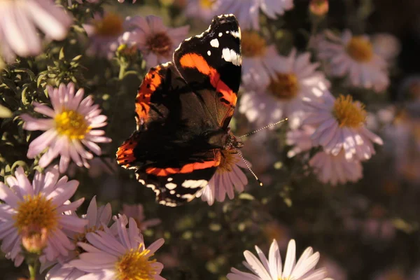 Mariposa Almirante Sienta Aster Rosa Lecho Flores Verano —  Fotos de Stock