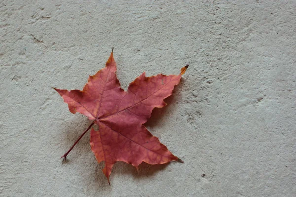 Una Hoja Arce Rojo Yace Sobre Fondo Gris — Foto de Stock