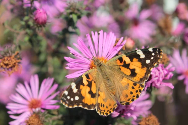 Mariposa Urticaria Sienta Aster Rosa Macizo Flores Verano —  Fotos de Stock