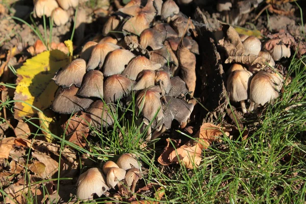 Pilze Wachsen Auf Einer Lichtung Herbstwald — Stockfoto