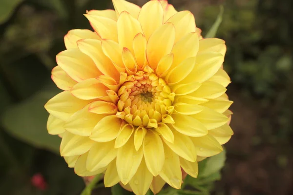Żółta Dahlia Rośnie Letnim Klombie Parku — Zdjęcie stockowe