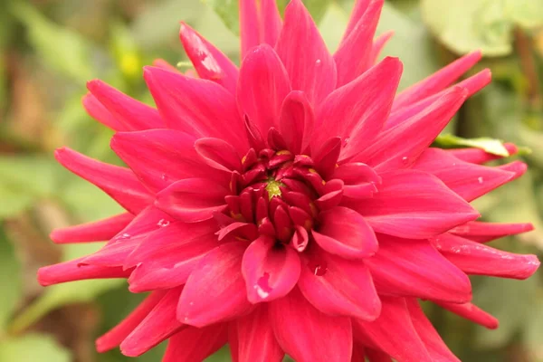 Red Dahlia Grows Summer Flower Bed Park — Stock Photo, Image