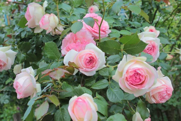 Pierre Ronsard Una Variedad Rosas Trepadoras — Foto de Stock