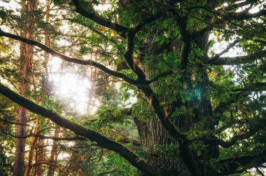 Antik büyük meşe Sunburst parlıyor