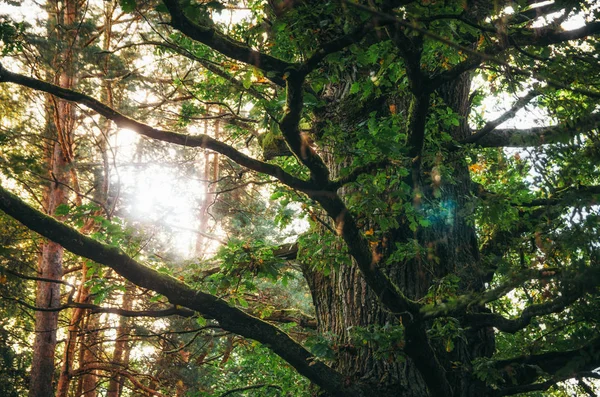 Antik büyük meşe Sunburst parlıyor