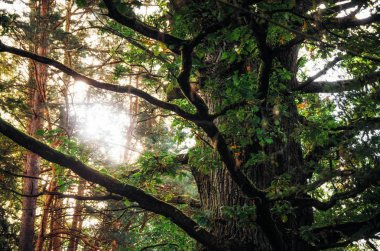 Antik büyük meşe Sunburst parlıyor