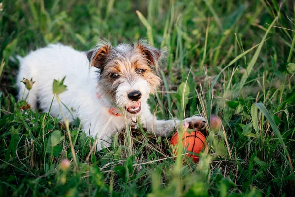 Jack Russell Terrier Cachorro Cão Com Cabelo Longo Jogar Bola — Fotografia de Stock