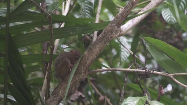 Tarsier Sitzt Auf Einem Ast Mit Grünen Blättern Dschungel Bohol — Stockvideo