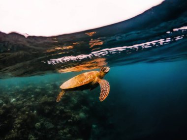 Su altında su, Filipinler yüzeye yakın yüzen kaplumbağa