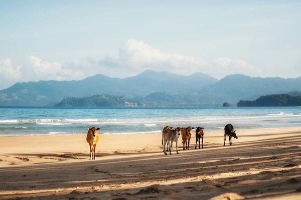 Mucche in piedi sulla sabbia di Long Beach a San Vincente, Palawan, Filippine — Foto Stock