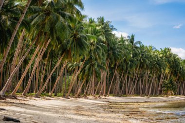 Port Barton, Palawan, Filipinler Coconut Beach palmiye ağaçları