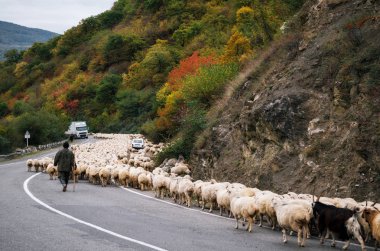 Çoban Gürcü askeri boyunca koyun sürüsü sürüsü, Gürcistan
