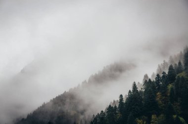 Kışın, Georgia dağda bir sis bulutu içinde ağaçlar
