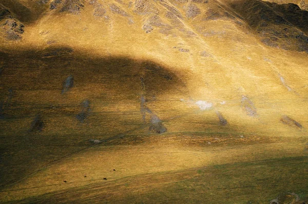 Les vaches paissent sur l'immense flanc de montagne à Ushguli, Haute Svaneti, Géorgie — Photo