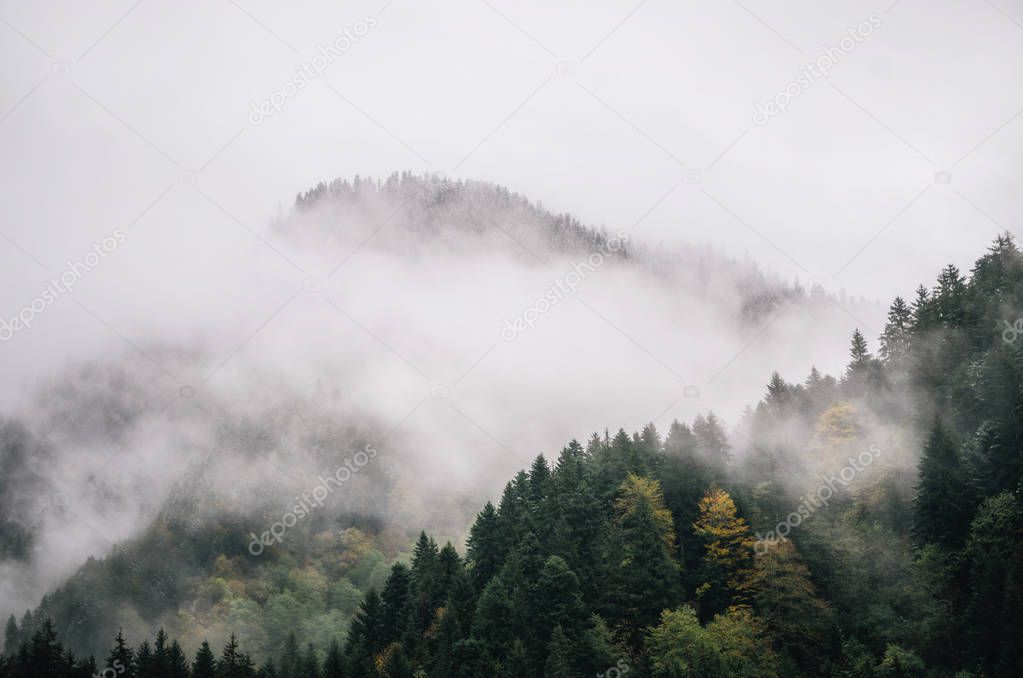 Trees in a fog cloud on mountain in winter, Georgia