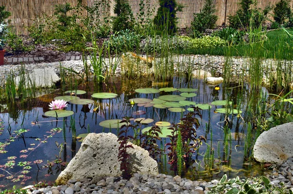 garden pond with aquatic plants and fish