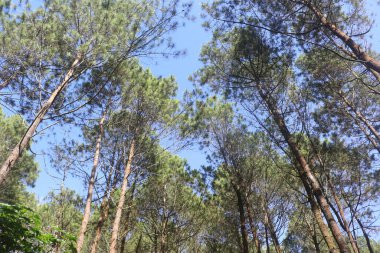 Uzun yeşil çam ağaçları parlak mavi bir gökyüzüne doğru uzanır. Ormanda barışçıl ve doğal bir atmosfer yaratır. Doğa ve seyahatle ilgili içerik için ideal ortamı yaratır..