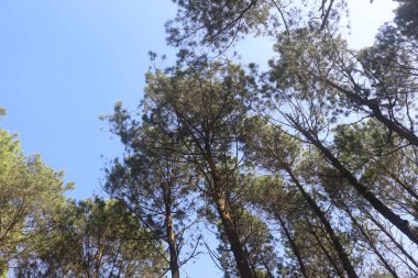 Açık mavi gökyüzüne uzanan yeşil iğneli uzun ağaçlar aşağıdan görülmekte, doğa ve seyahat yayınları için uygun barışçıl bir atmosfer yaratmaktadır..