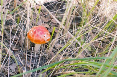 Ormanda kırmızı mantar sinek