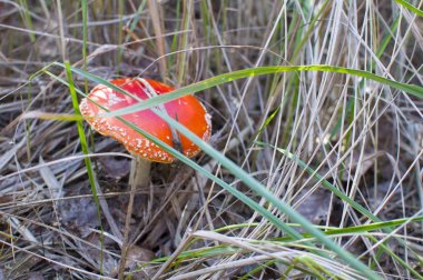 Ormanda kırmızı mantar sinek