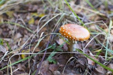 Ormanda kırmızı mantar sinek