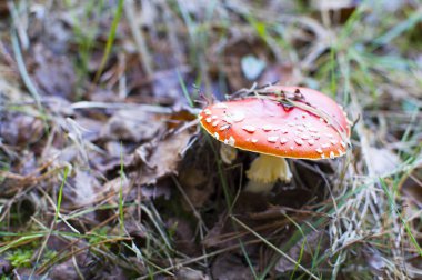 Ormanda kırmızı mantar sinek