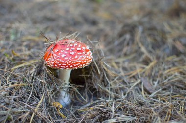 Ormanda kırmızı mantar sinek