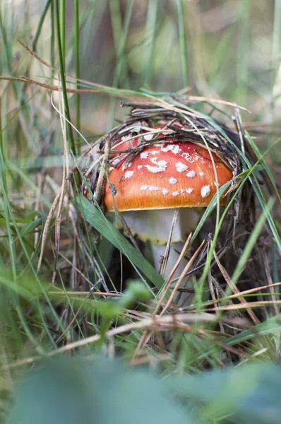 Seta Roja Vuela Bosque — Foto de Stock