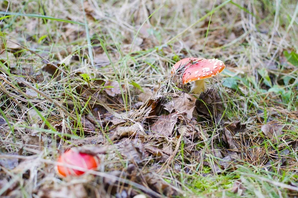 Rote Pilzfliege Wald — Stockfoto