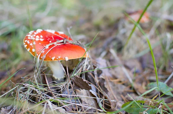 Mosca Cogumelo Vermelho Floresta — Fotografia de Stock