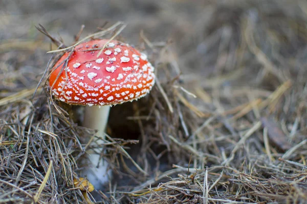 Mosca Cogumelo Vermelho Floresta — Fotografia de Stock