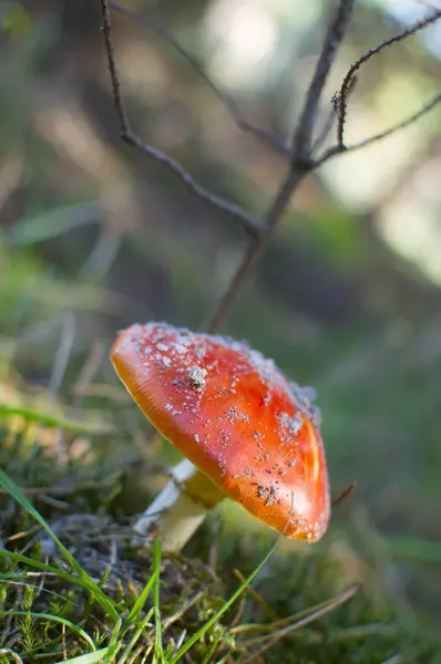 Mosca Cogumelo Vermelho Floresta — Fotografia de Stock