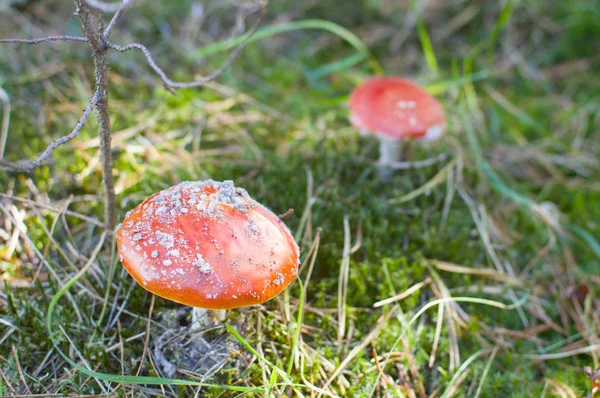 Seta Roja Vuela Bosque — Foto de Stock