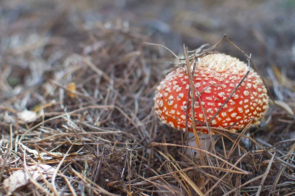 Seta Roja Vuela Bosque — Foto de Stock