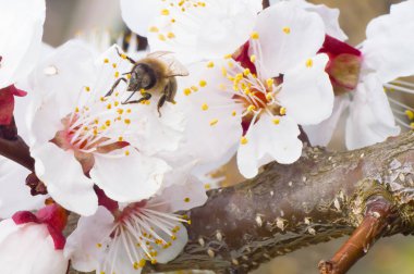 arı makro ve meyve ağacı bahar çiçek