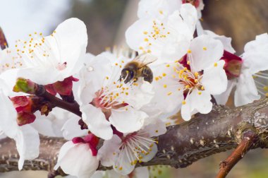 arı makro ve meyve ağacı bahar çiçek