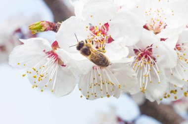arı makro ve meyve ağacı bahar çiçek