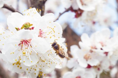 arı makro ve meyve ağacı bahar çiçek